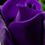 Betsy Bodrero's profile image