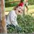 Sandy McNeilly's profile image