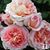 Joan Knouse's profile image