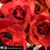 Mary Elizabeth Voyles's profile image