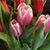 Yvette Gordon-Walker's profile image