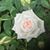 Jeanette Kopell's profile image