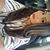 Ariana Karch's profile image
