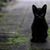 Antonio NoDeus's profile image