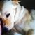 Linda Kelly's profile image