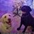 Angela Baldy-Rizzo's profile image
