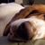 Brian Szuch's profile image