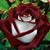 Jenny Miller's profile image