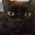 Darlene Kodis's profile image