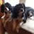 Ed Ruth Laubach's profile image
