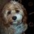 Sharon Howards's profile image