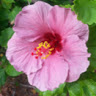 Melissa R.'s profile image