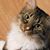 Donna Cavalere's profile image