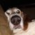 Rusty AlphaDog Schroll's profile image
