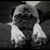 Pattye Vogt's profile image