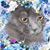 Елена Жилина's profile image