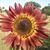 Dawn Sellers Wilmoth's profile image