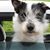 Finnegan O'Dog's profile image