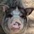 Mikki Fincher's profile image