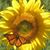 Becki Vinlove's profile image