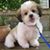 Lena Shohet's profile image