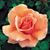 Serena Foxworthy's profile image