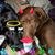 Jenny Haras's profile image
