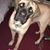 Sharon Lentz's profile image