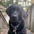 Joy Krandle- Blancato's profile image