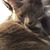 Toni Greco Stone's profile image