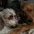 Sharon Sitarski's profile image