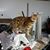 Don Mehling's profile image