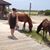 Cheyenne Autumn's profile image