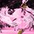 BellaDonna Philange's profile image