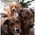 Tammy Sexton-Marcoux's profile image
