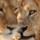 Arman B.'s profile image