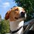 Tom Ailes's profile image