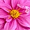 Melanie H.'s profile image
