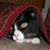 Bobbi Fergus's profile image