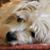 Diane Bell Collins's profile image