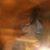 Lisa Ann Sulski LoVallo's profile image