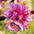 Samantha Lee's profile image