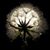 Lynae Phillips-Mitchell's profile image