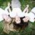 Angie Munk Wood's profile image
