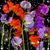 Mary Austin's profile image