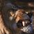 Salar Mirza's profile image