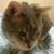 Norman Lieber's profile image