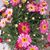 Patsy Thompson's profile image