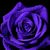Breanna Klassen's profile image