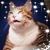 Nancy Jossa's profile image